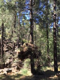 20150519 014 Gran Canaria Roque Nublo &amp; Pico de las Nieves