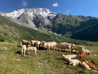 20200808 038 Mont Blanc Steilabstieg vom Col de Tricot